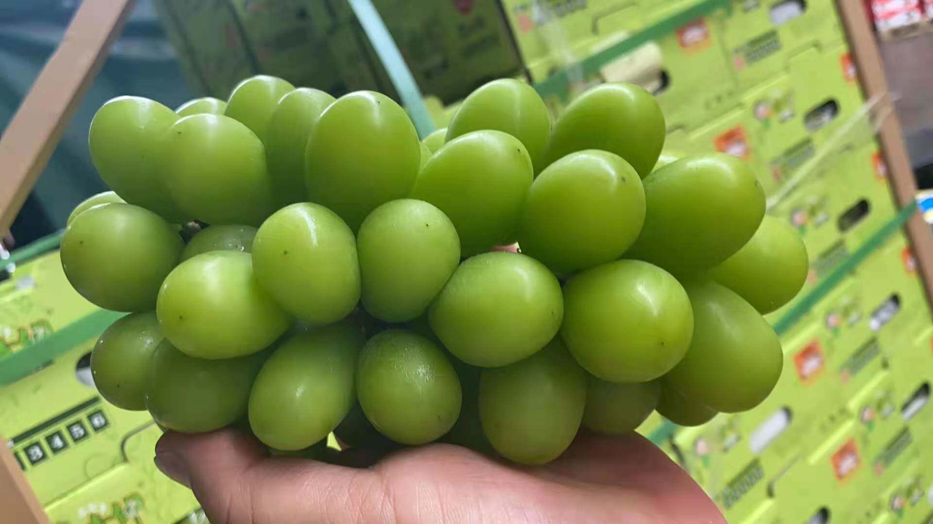 匠心极晴王葡萄阳光玫瑰香印青提日本品种无籽提子原箱装发顺丰