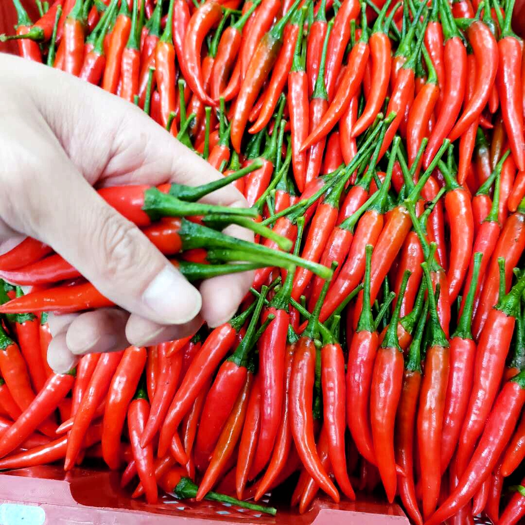 朝天小米四川新鲜辣椒米辣椒尖椒七星5斤包邮辣椒