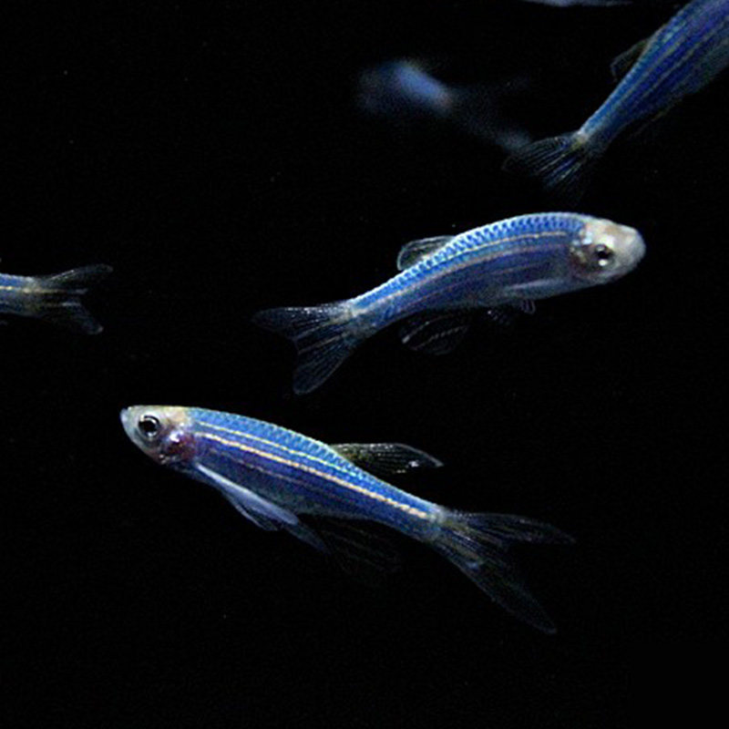 荧光斑马鱼小型热带鱼观赏鱼灯科鱼活体鱼红蓝黄绿灯淡水鱼