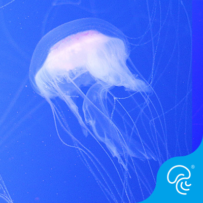 天草水母活体中大型高端梦幻超长触须微毒品种蜇人其它水族宠物