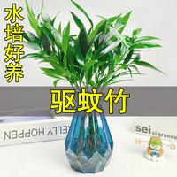 四季好养竹柏驱蚊竹水培植物客厅绿植盆栽