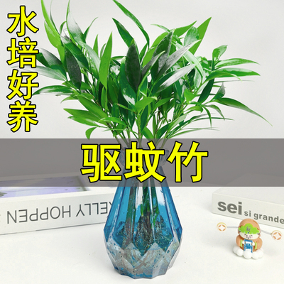 四季好养竹柏驱蚊竹水培植物客厅绿植盆栽