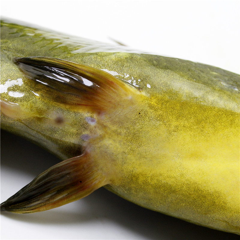 千岛湖野鱼汪刺鱼黄刺鱼昂刺鱼黄颡鱼500克淡水鱼类