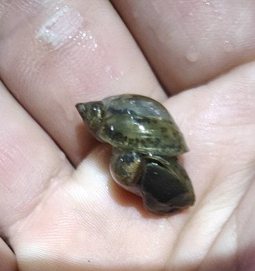 鱼缸虾缸三湖藻螺套餐观赏汽水螺螺蜗牛活体螺