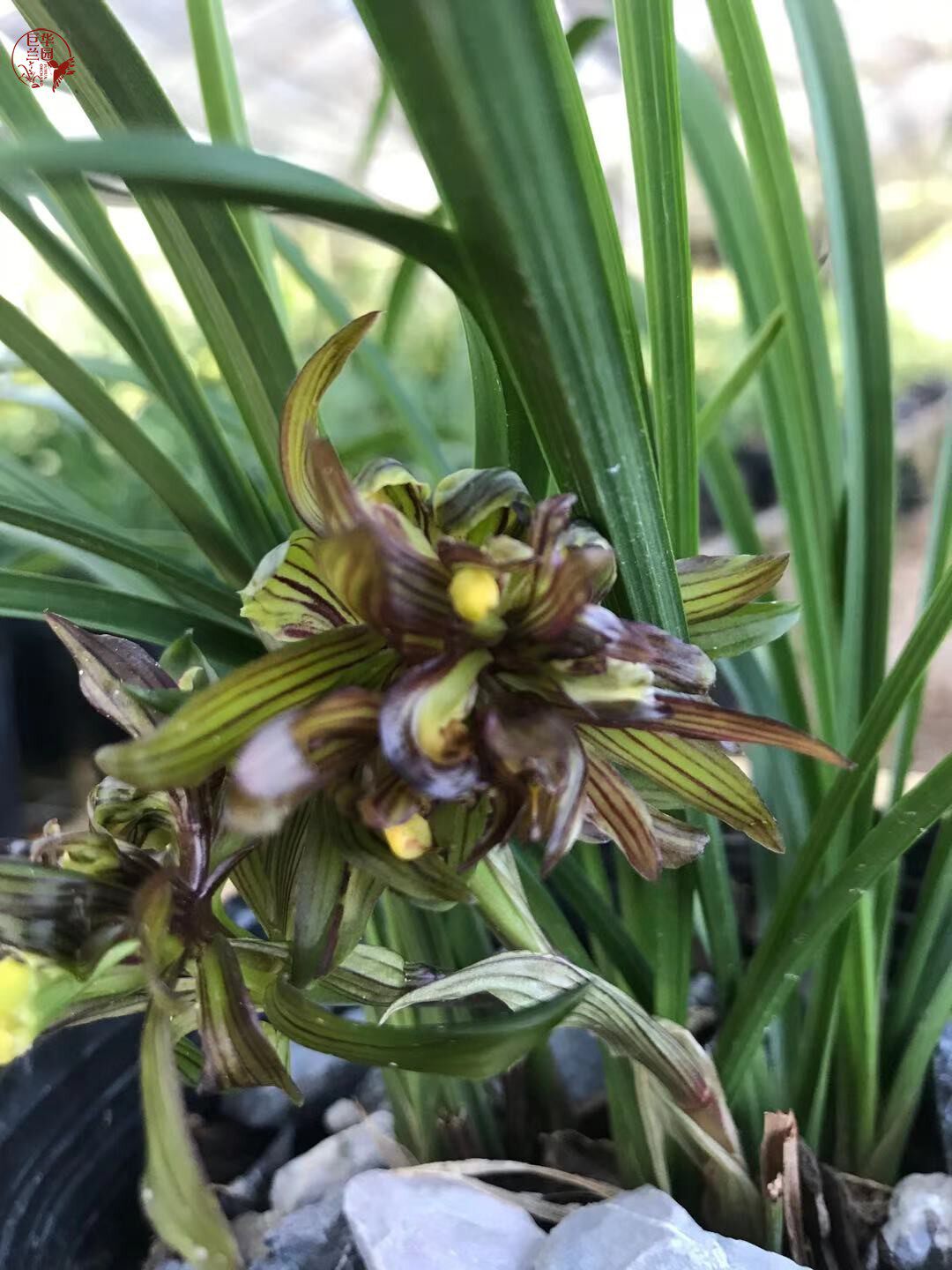 花开富贵正品春兰浓香名贵精品奇花矮种兰花花苞时令草本花卉