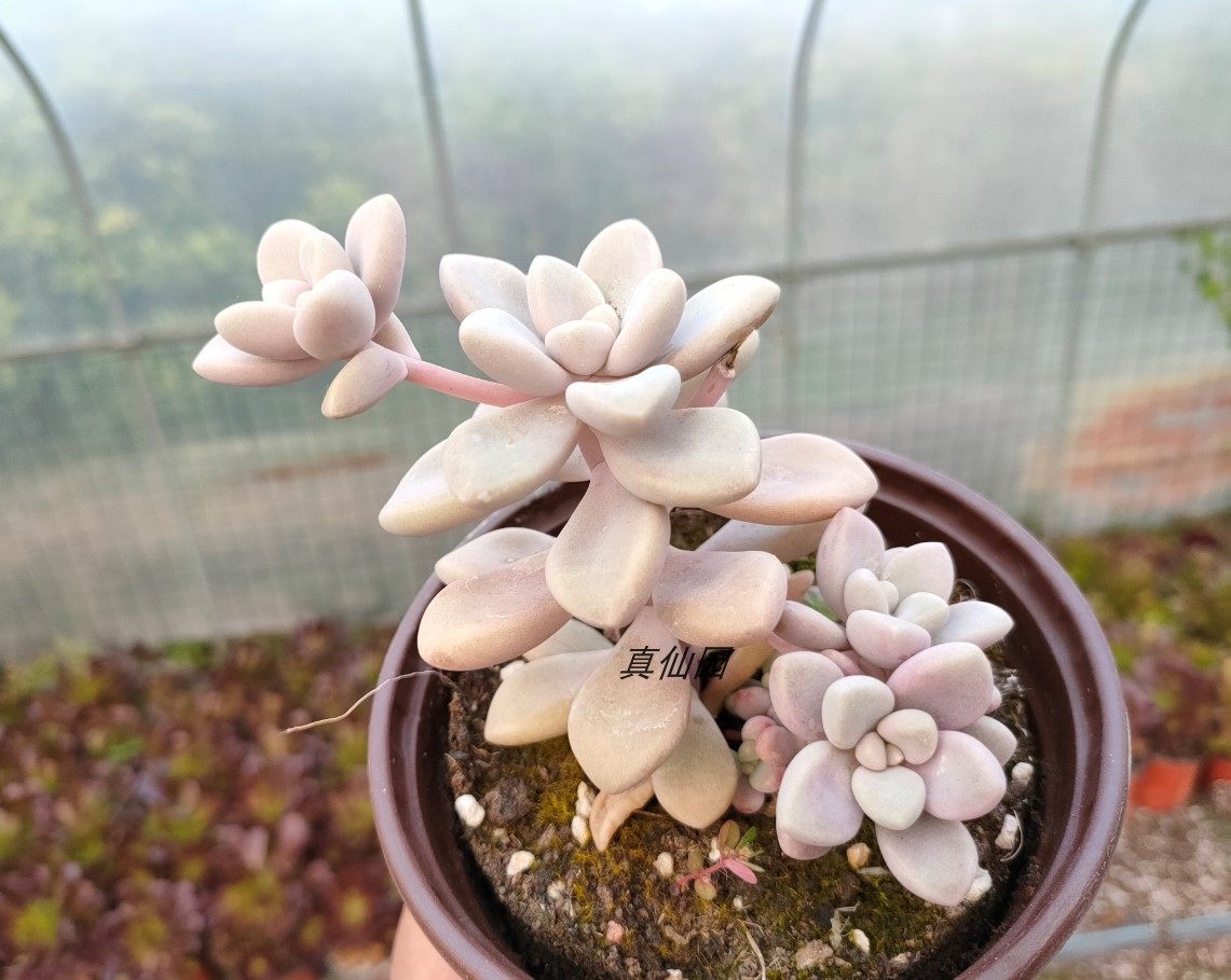 多肉真仙园艾伦植物多肉植物