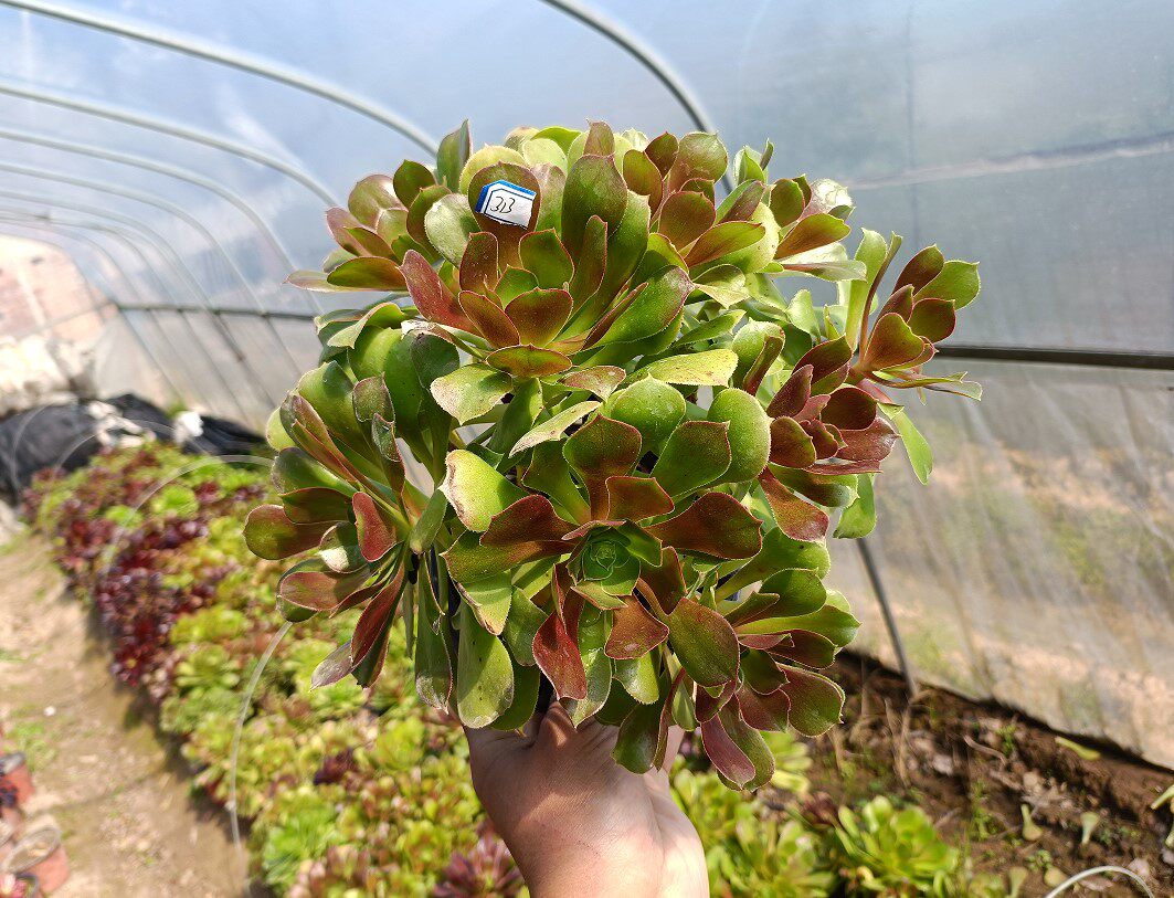 真仙园韶羞缀化法师一物一拍多肉植物办公室阳台多肉植物