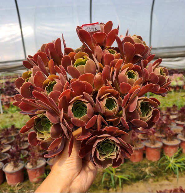 多肉真仙园法师韶羞多头群生老桩植物多肉植物