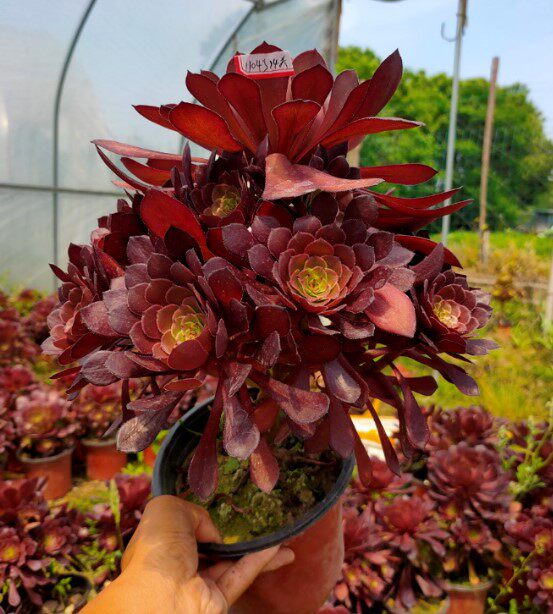 法师多肉真仙园红铜植物绿植一物一拍基地直销多肉植物