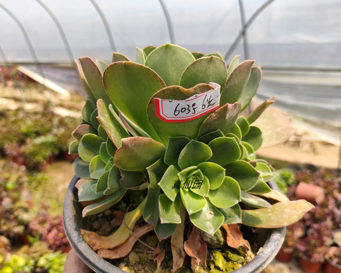 真仙园法师莲花玉龙观音多肉植物一物多肉植物