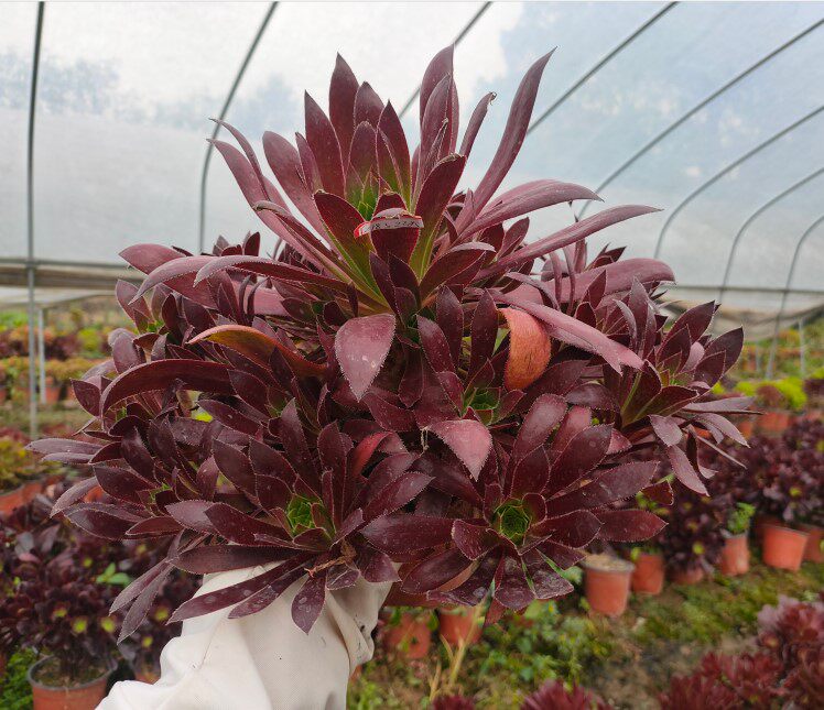 真仙园孔雀法师多头老桩多肉植物一物一拍办公室多肉植物