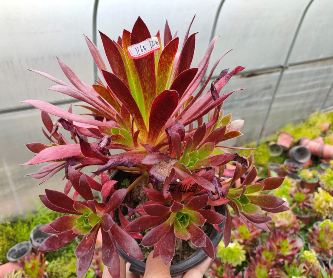 真仙园孔雀法师多头老桩多肉植物一物一拍办公室多肉植物