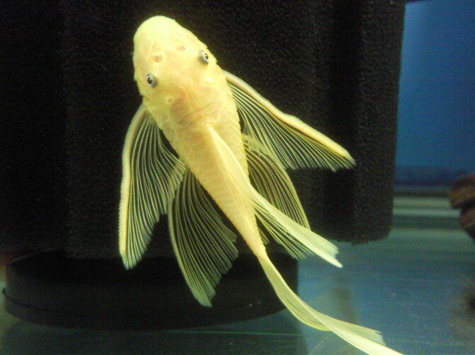 工具垃圾黄金清道夫活体清洁清洁工底层热带观赏鱼鱼