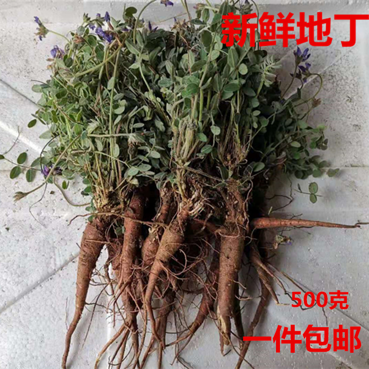 甜地丁图片功效与作用图片