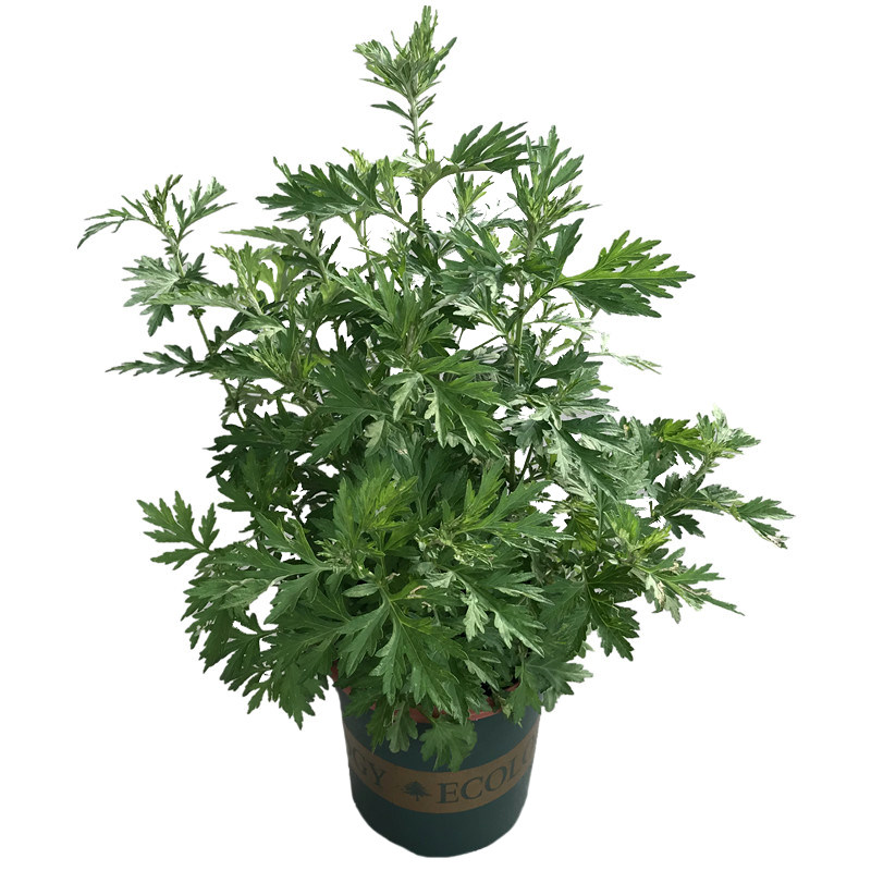 艾草四季成活易成活香草食用常青新鲜艾叶驱蚊绿植