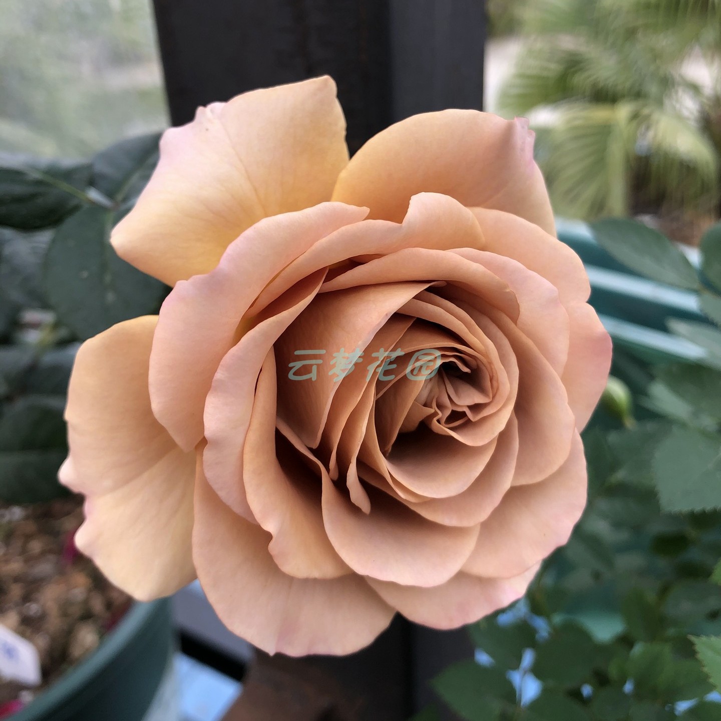 拿铁咖啡复古色系大花月季月季花花苗灌木多季时令草本花卉