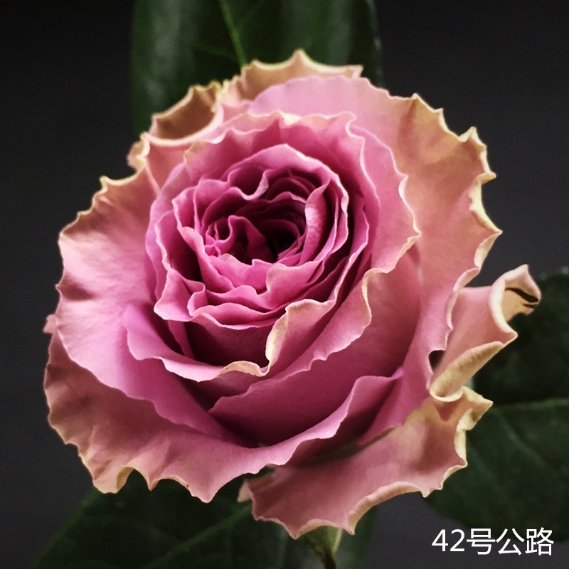 新品特洛伊42号公路月季玫瑰切花紫复古色阳台时令草本花卉