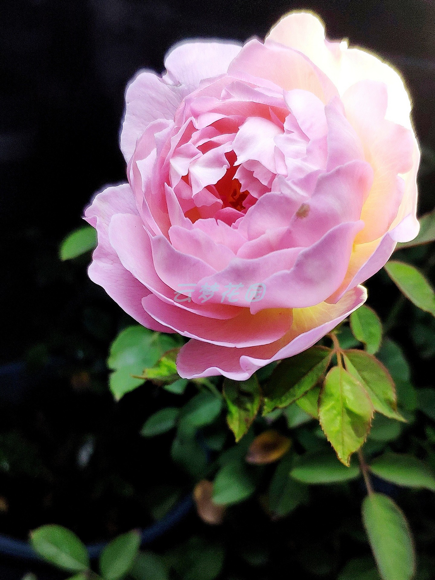 砂糖日月玫瑰月季月季花花苗灌木多季勤花浓香时令草本花卉