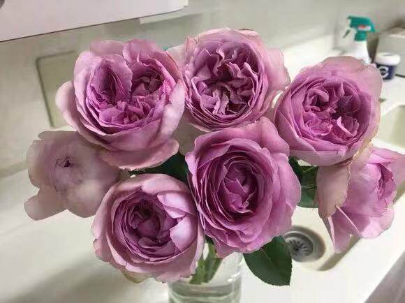 玫瑰伊芙香水月季月季花花苗花卉多季勤花浓香时令草本花卉