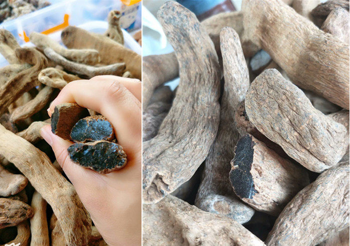 云南西双版纳中缅边境原始森林稀有野生黑天麻500g