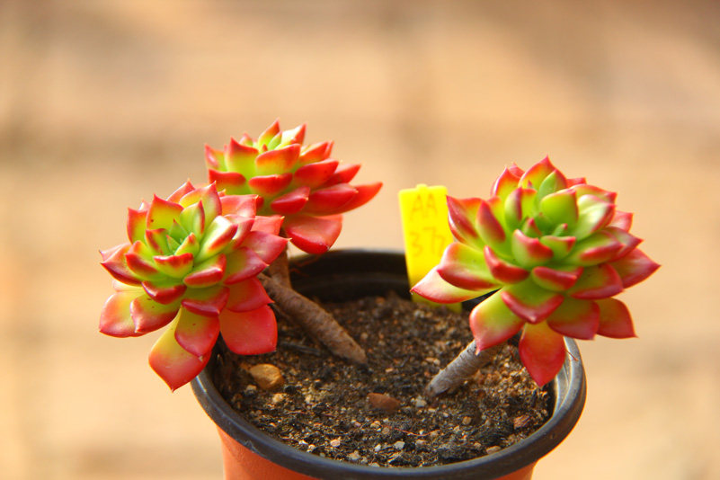 满百包火焰蒂亚杆子小老桩果冻东北园艺多植物一物多肉植物