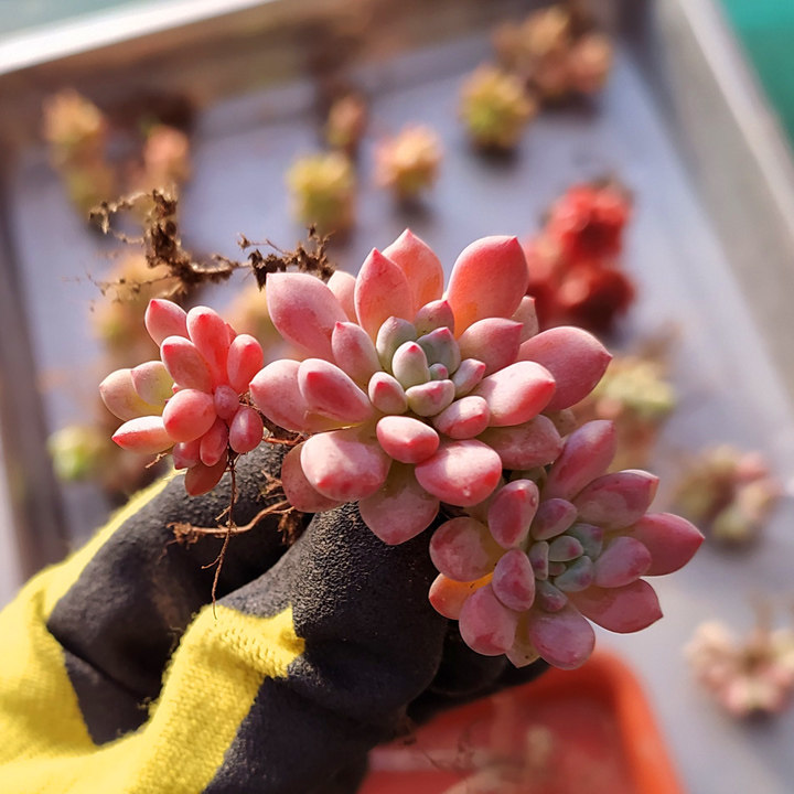 满百包花乃井又名雨村景天天科拟石莲花多肉植物多肉植物