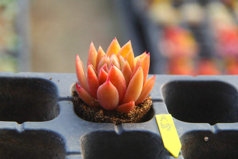 满百包圣诞东云果冻颜色美好橙色冬云多肉植物多肉植物