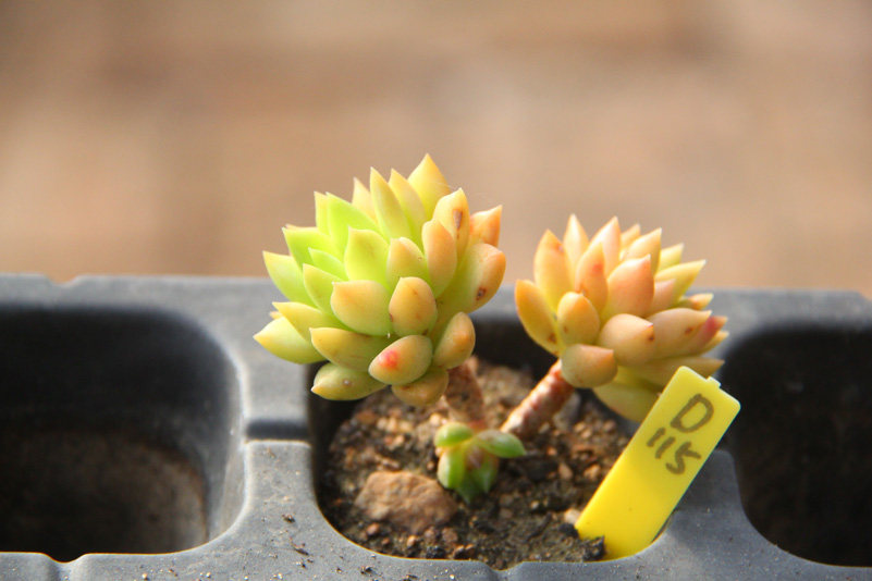 满百包黄丽变种果冻多头头小老桩多肉植物一物多肉植物