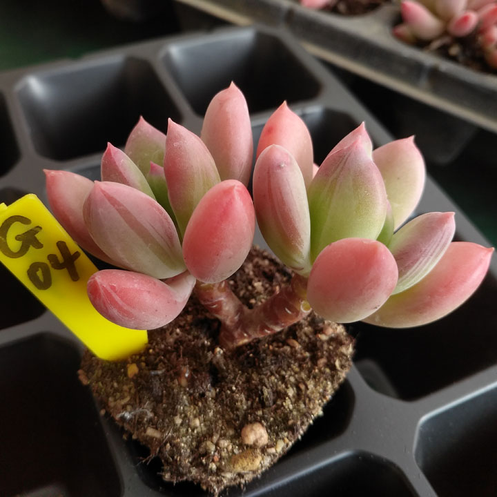 满百包青星美人小老桩东北开挂区大棚控养多肉植物一物多肉植物