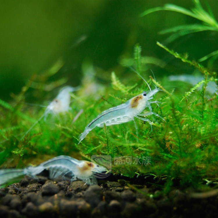 观赏雪球活体白玉透明白珍珠米虾水族世界宠物虾