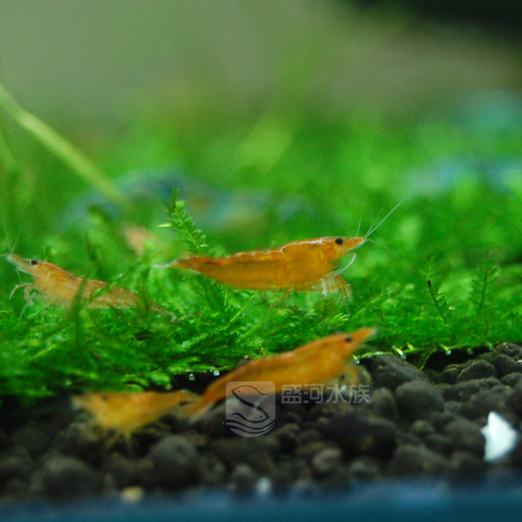 香吉士米虾黄色宠物观赏活体可与水草灯鱼孔雀虾