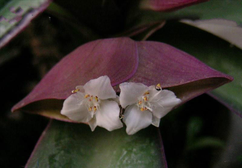 正宗食用紫背万年万年青青紫锦兰蚌花元宝花药效绿植