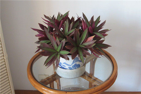 正宗食用紫背万年万年青青紫锦兰蚌花元宝花药效绿植