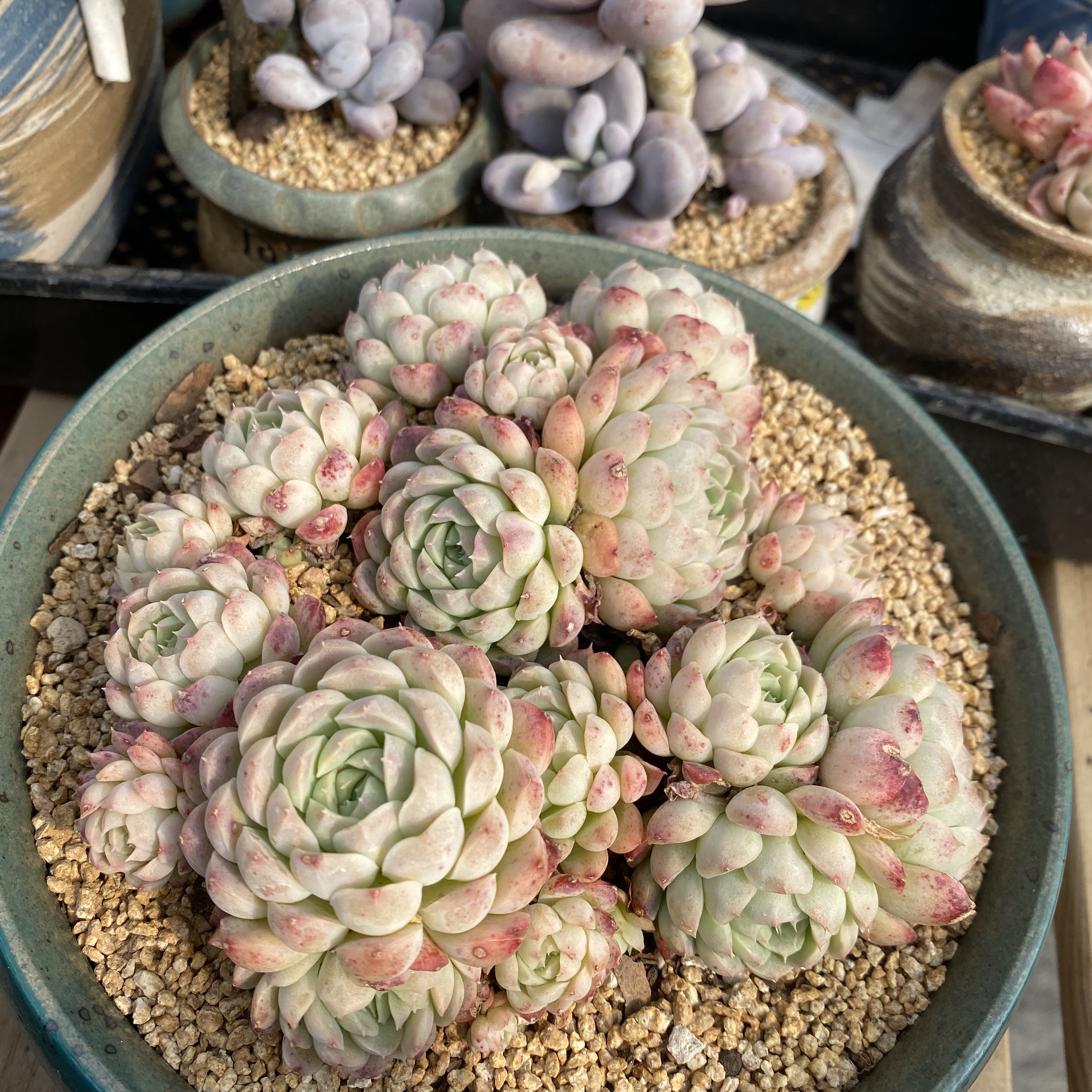 一植生活多肉精品香草月影清纯乌木杂交群生多肉植物
