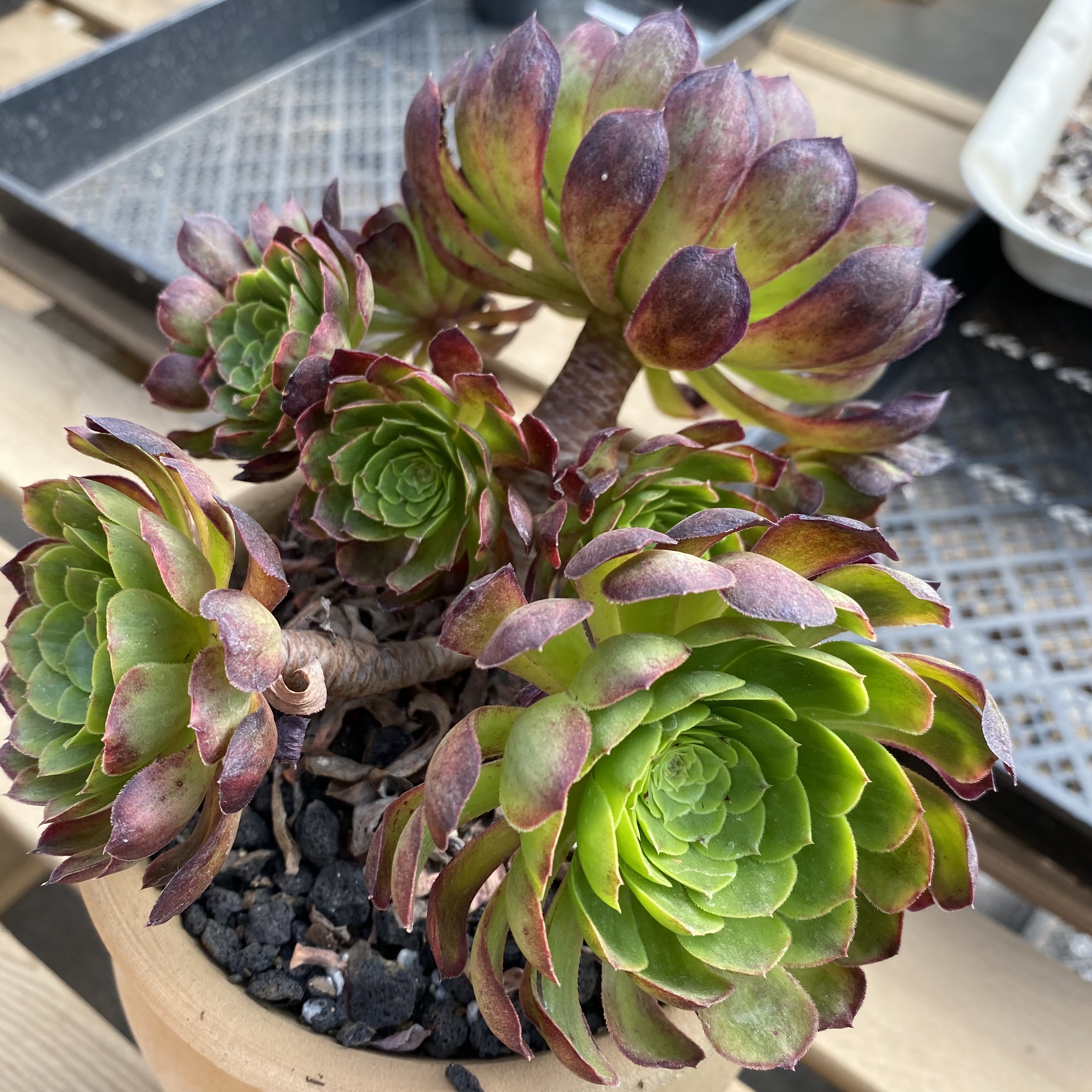 一植生活多肉精品法师洛神缀化妖桩杂交群生多肉植物