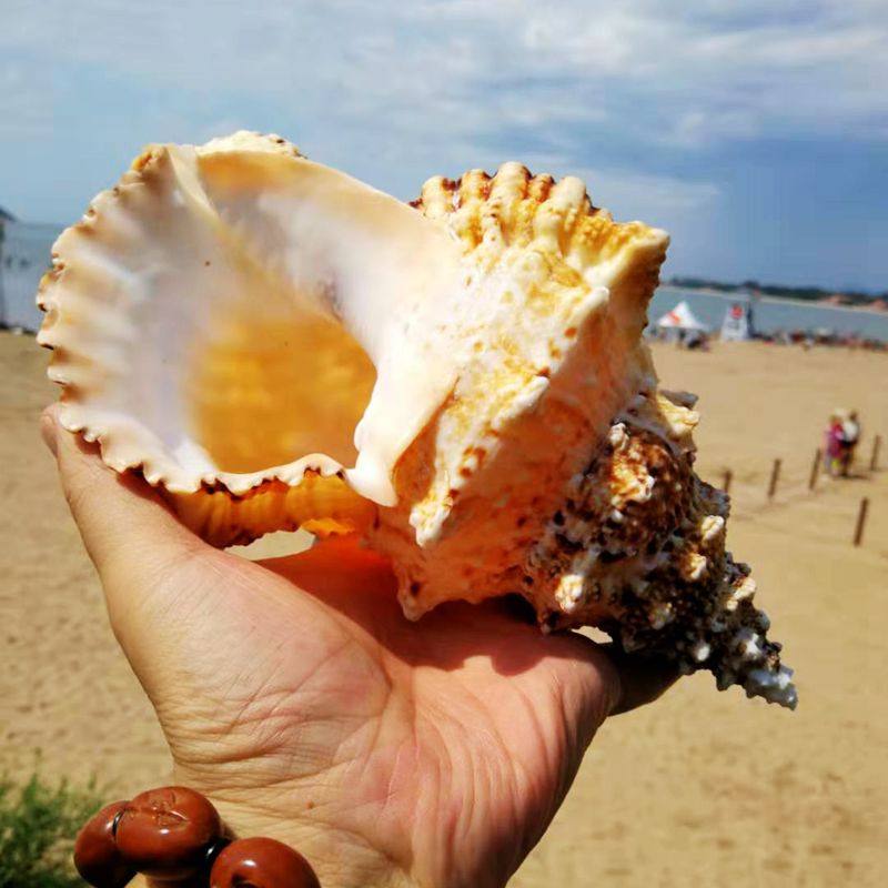 天然海螺贝壳摆件红口石号螺金口蛙螺鱼缸水族箱海螺