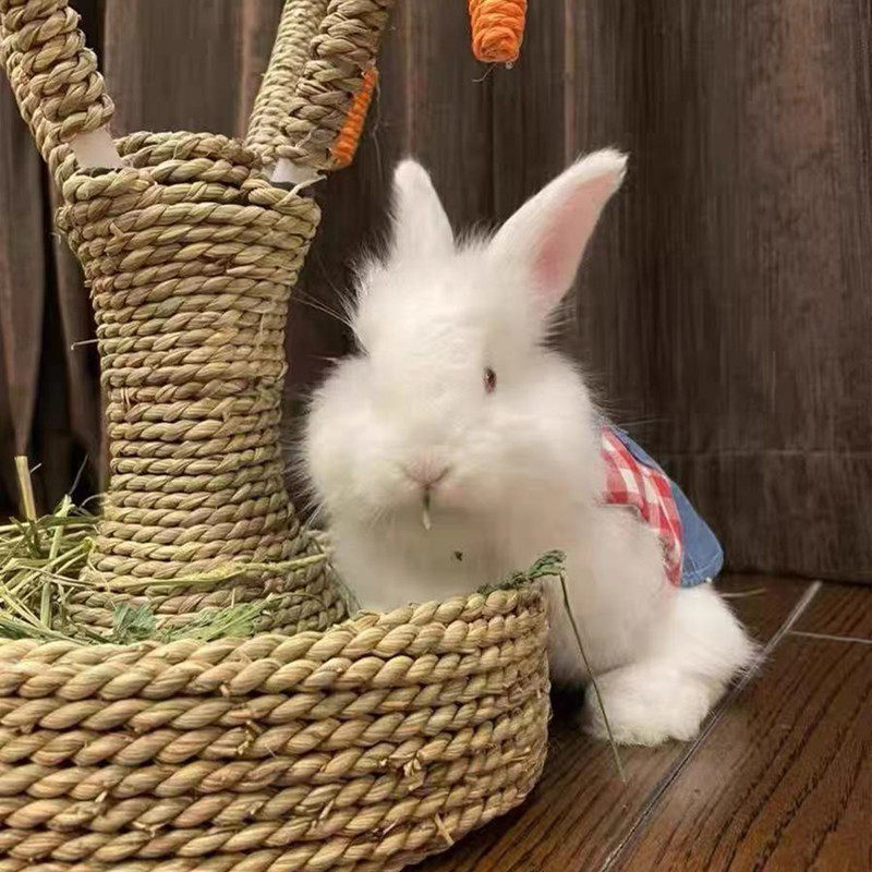 网红纯种巨型安哥拉兔白色宠物兔子活体大型长毛兔