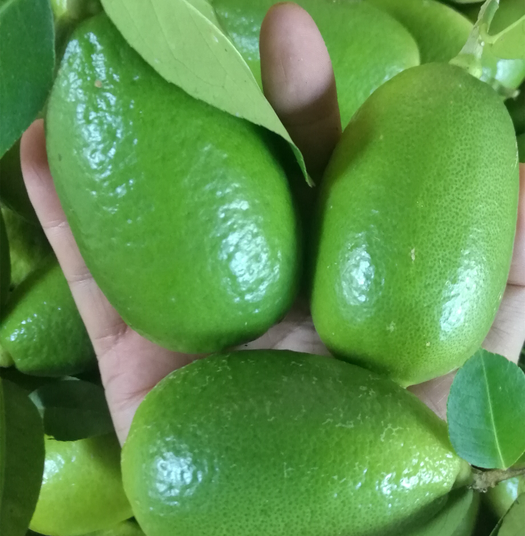 新鲜水果青绿黄青绿一级台湾专用无籽茶店奶茶柠檬