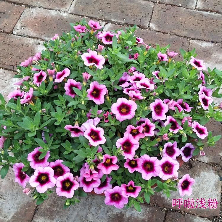 百万小玲铃花苗盆栽 重瓣舞春花吊兰花卉四季开花阳台花园