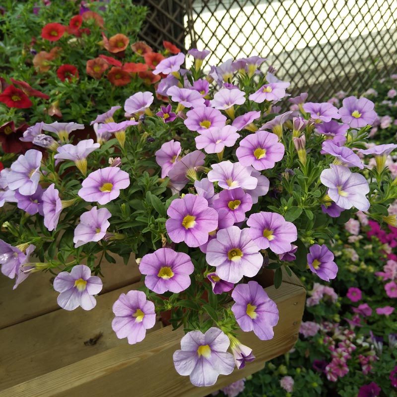 百万小玲铃花苗盆栽 重瓣舞春花吊兰花卉四季开花阳台花园