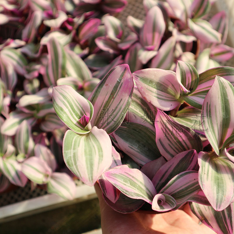 进口紫露草油画婚礼吊兰锦观叶网红绿植物室内外阳台花卉净化空气