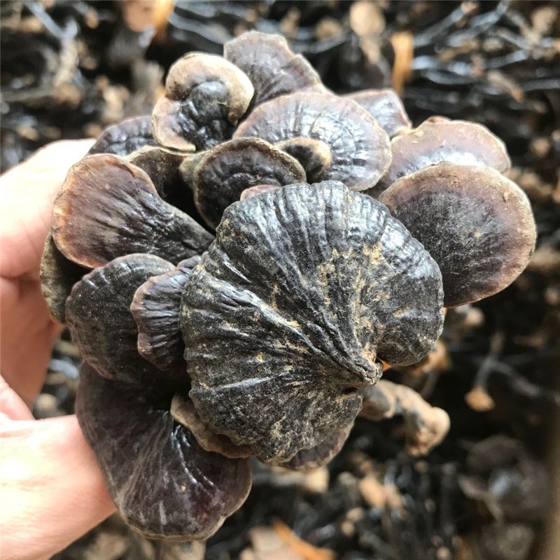 灵芝野生海南正品品竹精选长脚小红整枝干货整枝灵芝