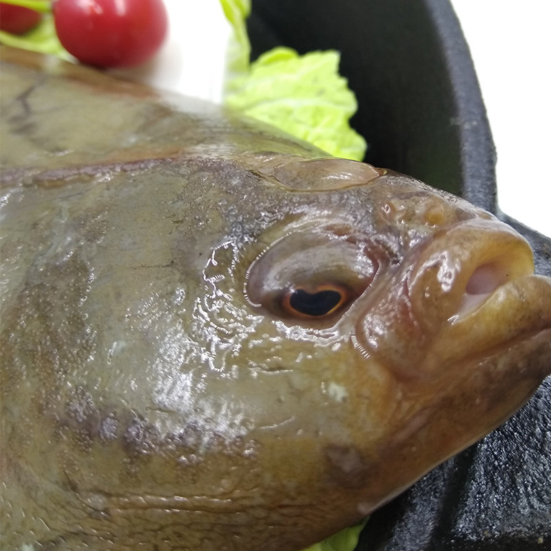 大连石甲子石岗鱼石匠大个新鲜比目偏口鲜活鲽鱼