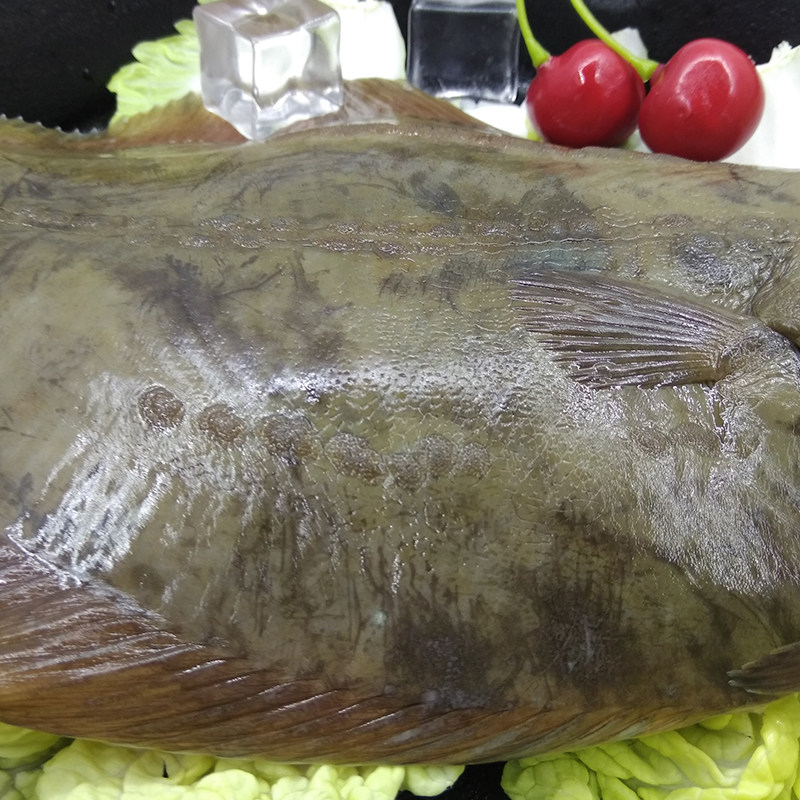 大连石甲子石岗鱼石匠大个新鲜比目偏口鲜活鲽鱼