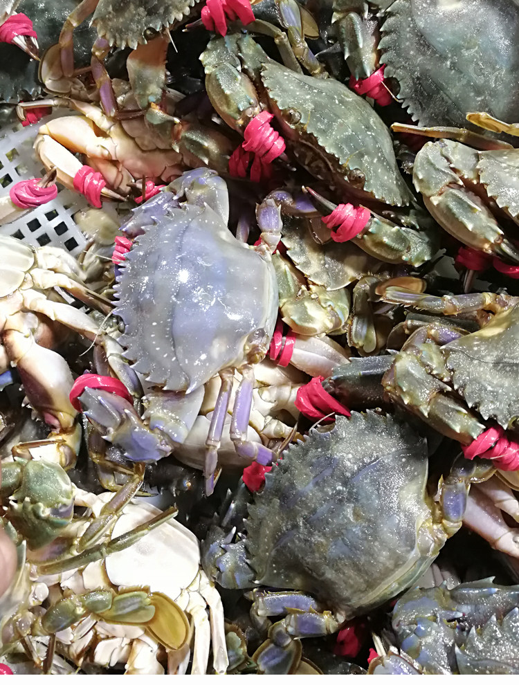 大连连海鲜花盖蟹石鲜活蟹石甲大花蟹海捕海螃蟹梭子蟹