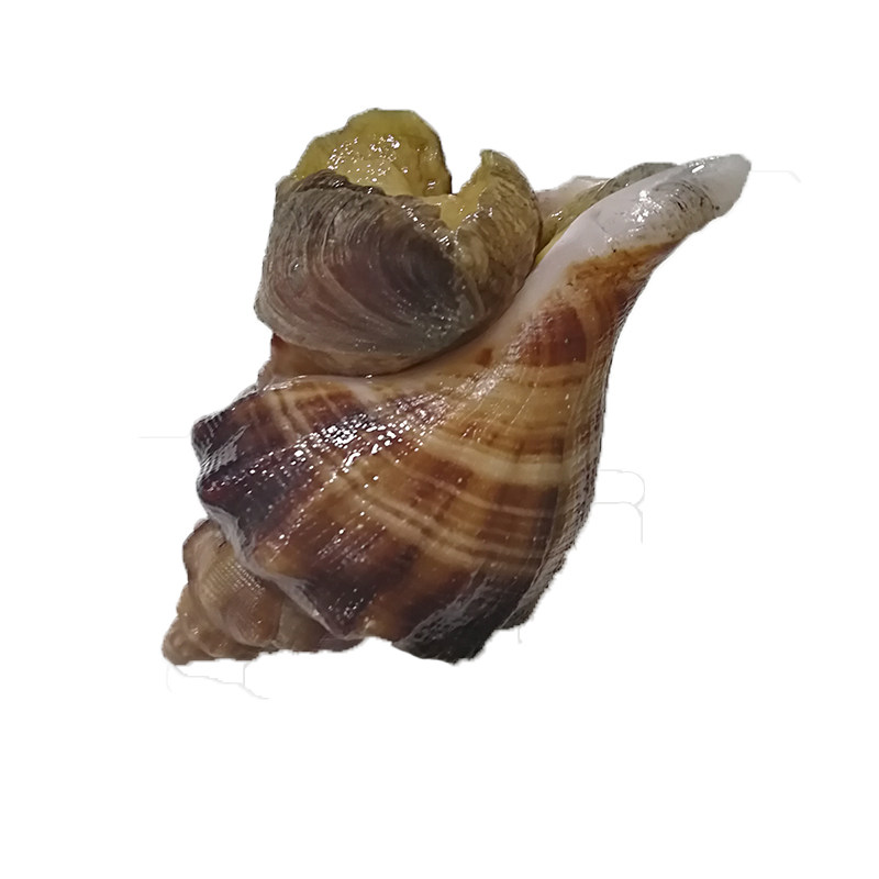 大连海鲜特产网红贝类野生鲜活花螺天然响螺泥螺