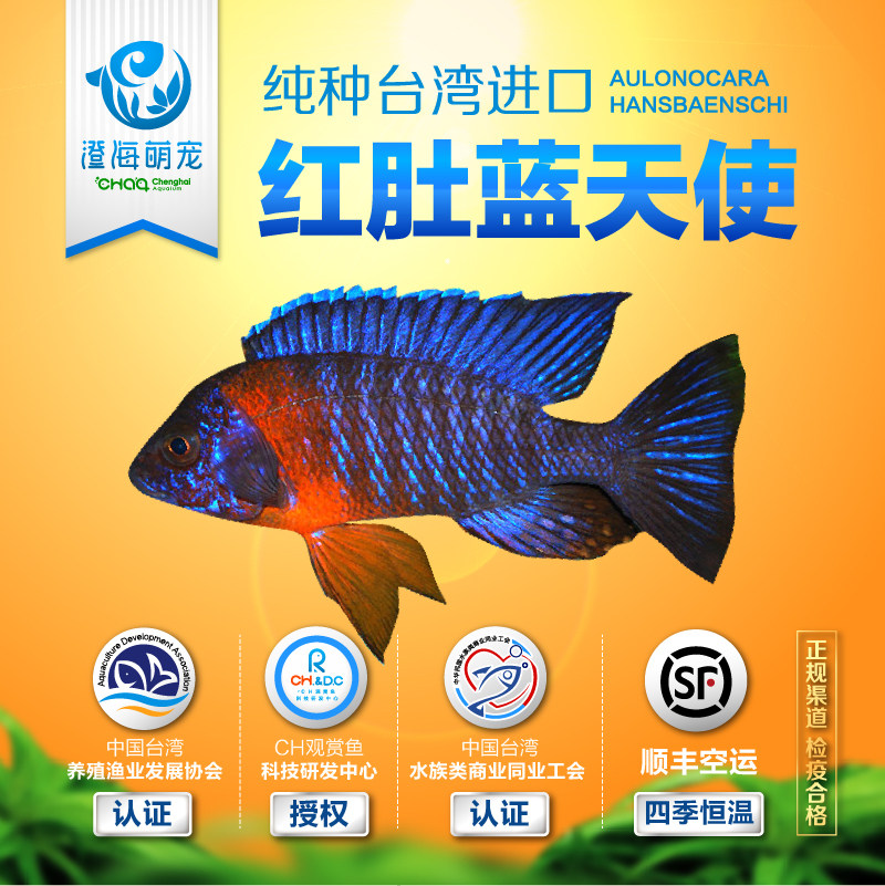 三湖慈鲷 马鲷 红肚蓝天使 红博头孔雀 观赏鱼 无激素活体