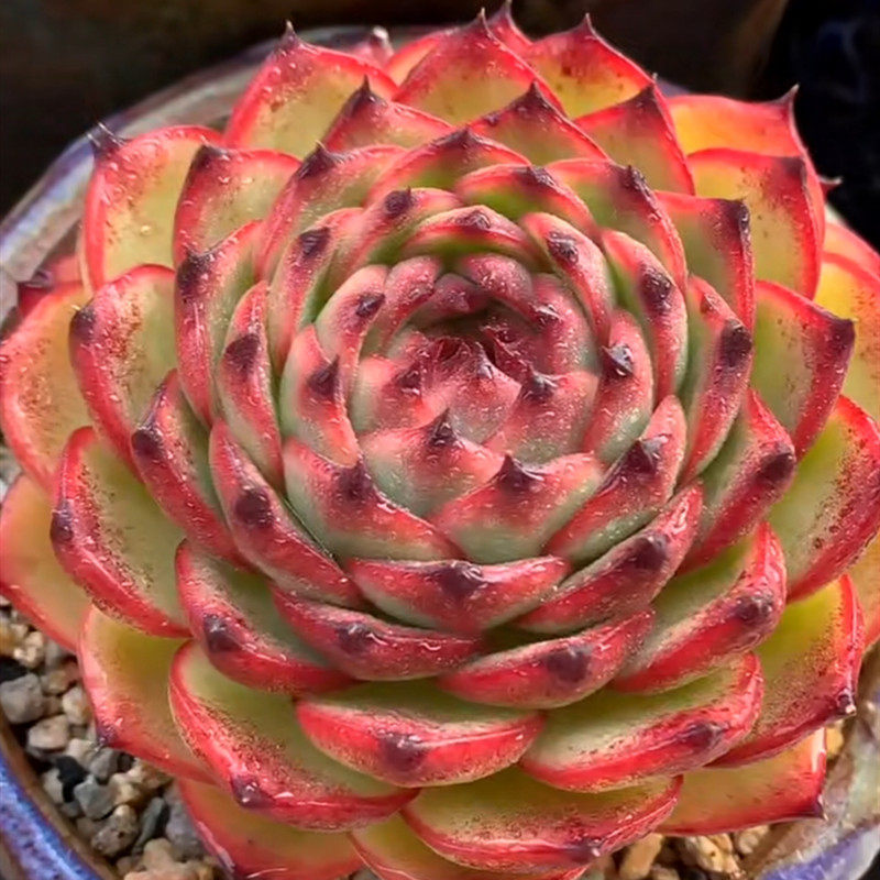 精品多肉月亮石多肉植物一物一拍母本本级大单头多肉植物