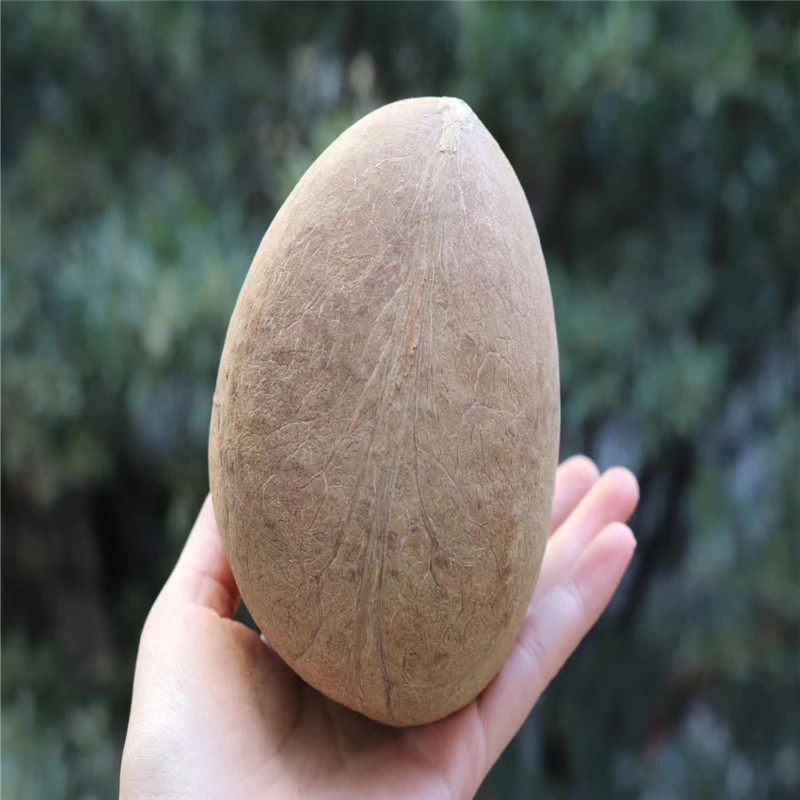 椰子印度椰子海椰皇500g包邮煲汤甜品传统滋补品其他