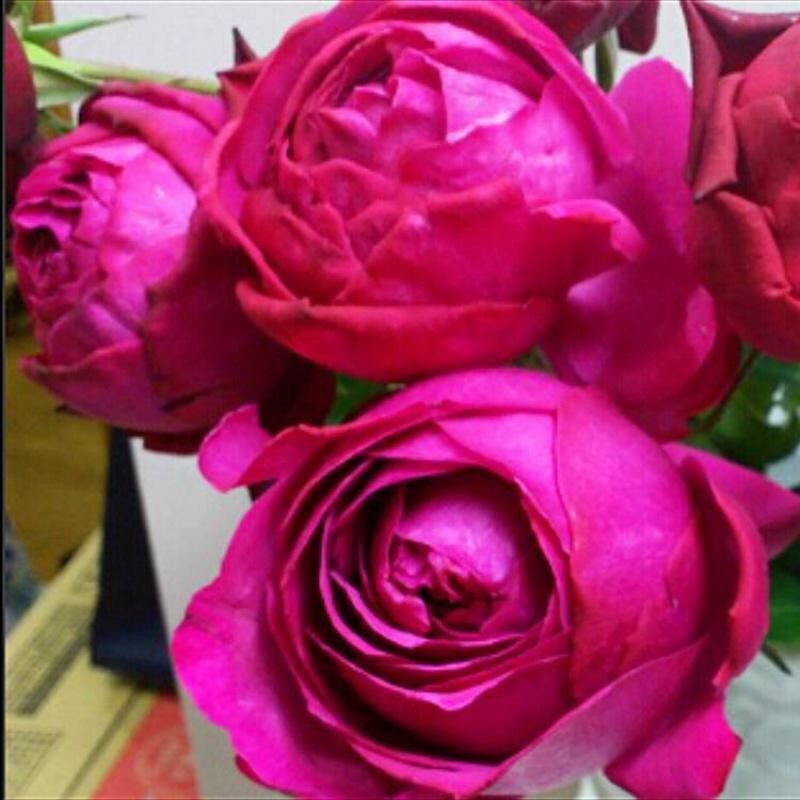 庭院植物伊芙红宝石灌木切花月季月季花花苗花园摆件